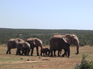 Featured is a photo of a group of  South African elephants "on the move" ... sure looks like "Group Travel" to me ... by Katie Gander of Lancing, West Sussex, UK.
